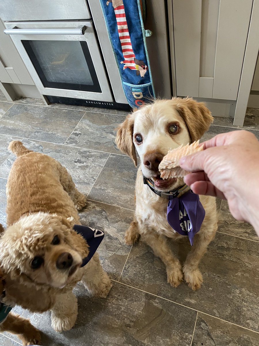 SpanielsSuper's tweet image. Today we have been very grand 
We had a starter with our mea. It was roast trout, Bat absolutely loved it 😋
We like it too 👍❤️ #Starter &amp;amp; #MainCourse but no dessert