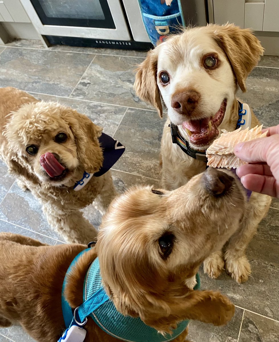 SpanielsSuper's tweet image. Today we have been very grand 
We had a starter with our mea. It was roast trout, Bat absolutely loved it 😋
We like it too 👍❤️ #Starter &amp;amp; #MainCourse but no dessert