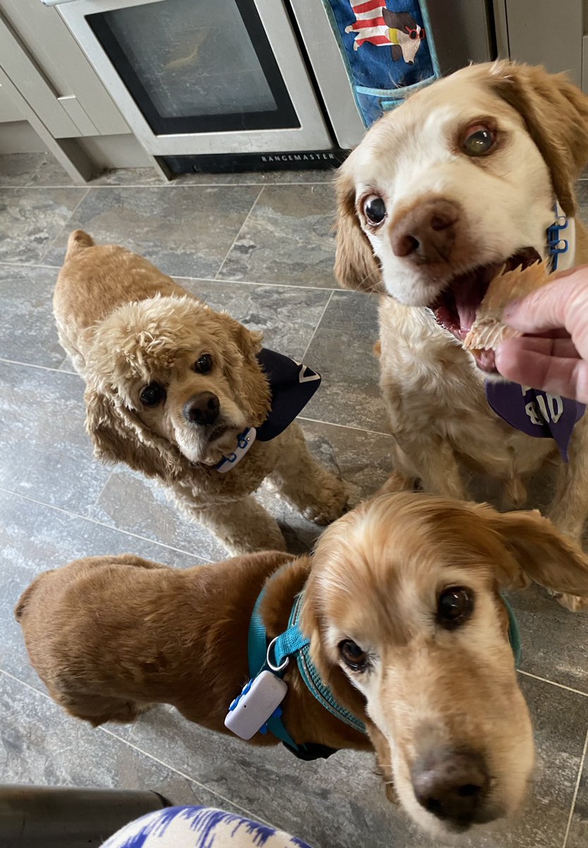 SpanielsSuper's tweet image. Today we have been very grand 
We had a starter with our mea. It was roast trout, Bat absolutely loved it 😋
We like it too 👍❤️ #Starter &amp;amp; #MainCourse but no dessert