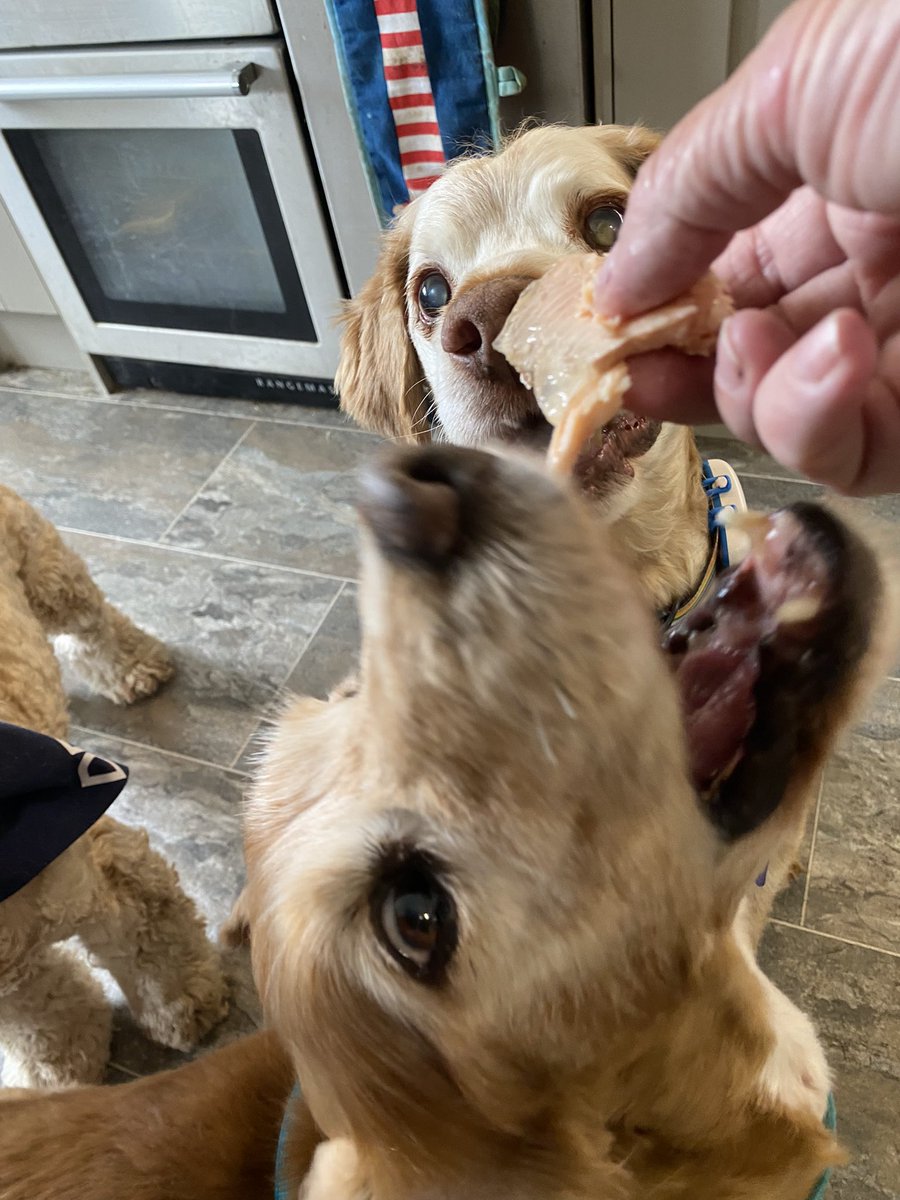 SpanielsSuper's tweet image. Today we have been very grand 
We had a starter with our mea. It was roast trout, Bat absolutely loved it 😋
We like it too 👍❤️ #Starter &amp;amp; #MainCourse but no dessert