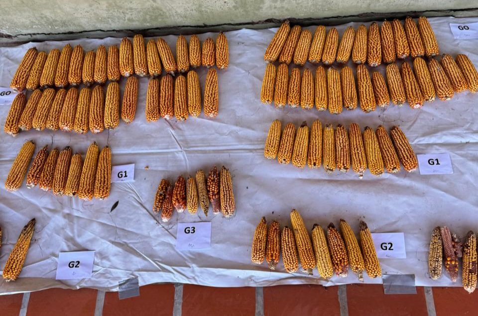 Trazamos la Ruta 34 hacia el Norte- representado por esta gráfica de colegas, vimos que Chicharrita nos pego, pero la seca nuevamente  hizo su presencia 🏜. por suerte el agro🇦🇷 siempre para adelante..  2024-2025 🔜
Genetica+ Manejo +redes y mucha ℹ️ para analizar