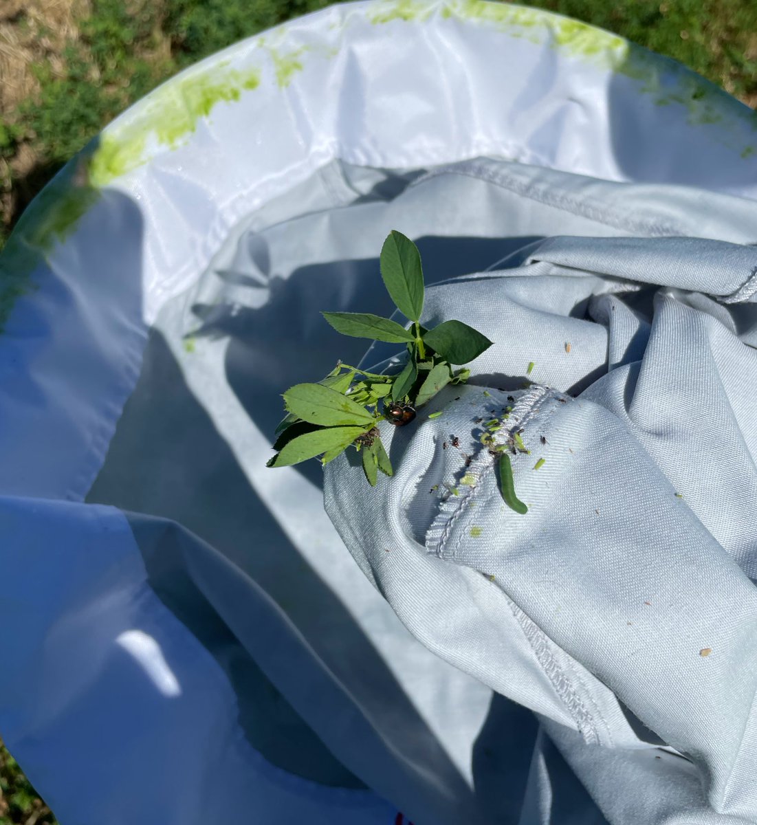 rvcinterns's tweet photo. Checking fields and sweeping alfalfa today with Rachel Casey. We found some alfalfa weevil larvae, potato leaf hoppers, and beetles.

-SK
#RVCIntern #alfalfafields https://t.co/vxIWNNzVHE