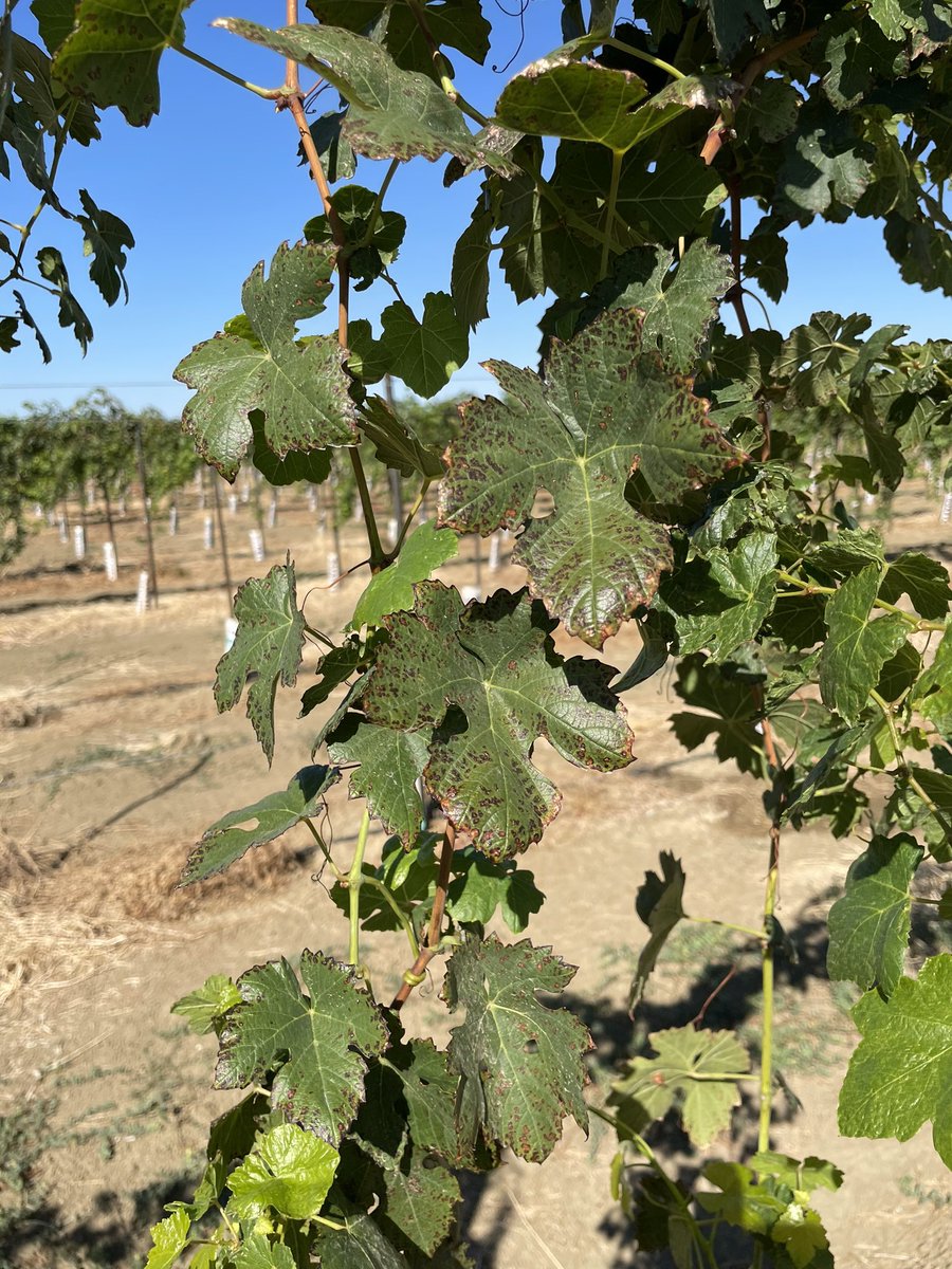 George Zhuang (@zhuanggeorge) on Twitter photo Karl and my team are busy now in the field working to quantify the difference among #grape #rootstocks under #water and #salinity #stress. Future plan is to understand #pathogen and #stress interaction on those vines for my PhD <a href="/UCRCNAS/">UC Riverside CNAS</a> <a href="/UCANRpam/">Pam Kan-Rice</a> <a href="/ucanr/">Ag&Natural Resources</a> <a href="/philrols/">philrols</a> Karl and my team are busy now in the field working to quantify the difference among #grape #rootstocks under #water and #salinity #stress. Future plan is to understand #pathogen and #stress interaction on those vines for my PhD <a href="/UCRCNAS/">UC Riverside CNAS</a> <a href="/UCANRpam/">Pam Kan-Rice</a> <a href="/ucanr/">Ag&Natural Resources</a> <a href="/philrols/">philrols</a>