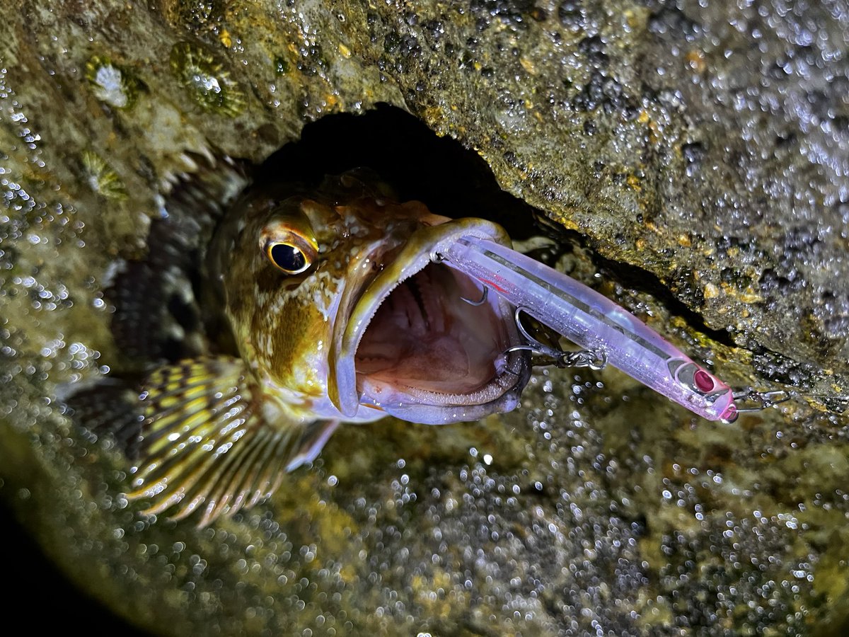 zaki_angling's tweet photo. 可愛いサイズのムラソイと、巻いてる最中にカサゴだと分かる程の引き(引かない)のカサゴ(^^)
本命のメバルは釣れなかったけど、釣座に立てただけで幸せ☺️(と思うようにしてます)
#RAPALA #CD1
#APIA #PUNCHLINE60 https://t.co/IiS2LnVUxA