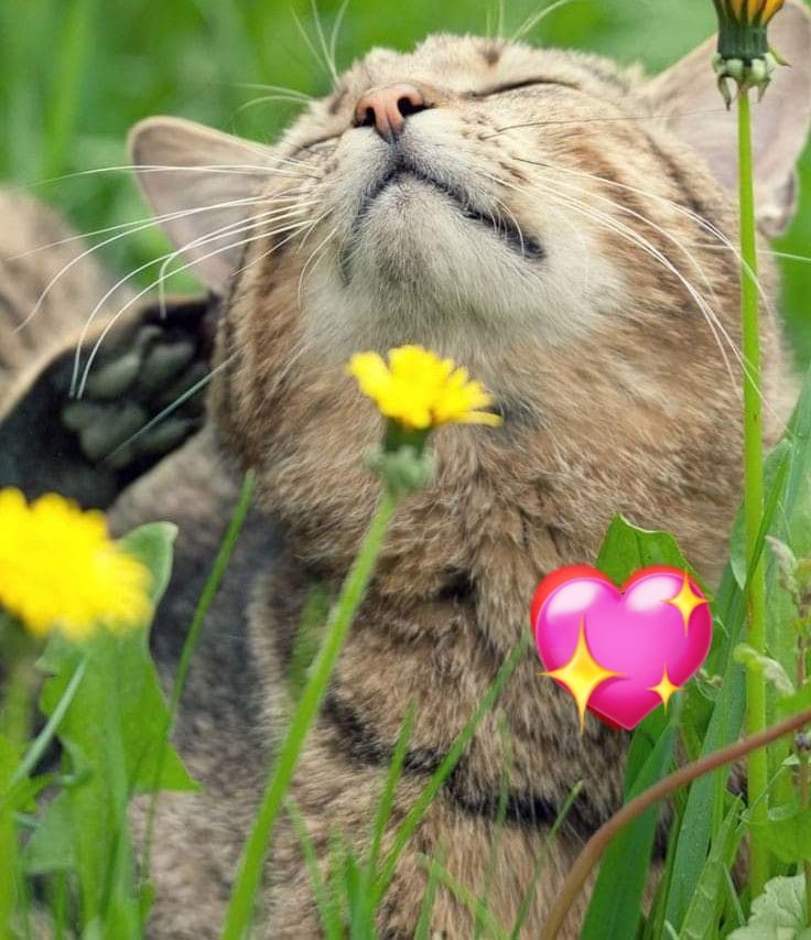 CorellaTej7982's tweet photo. #felizsabado #saturday #CatsAreFamily #catstagram #tiktok #friends #family #catover #finde #caturday #pets #neko π₯°πΈβ€οΈ https://t.co/ylLRLVuGMC