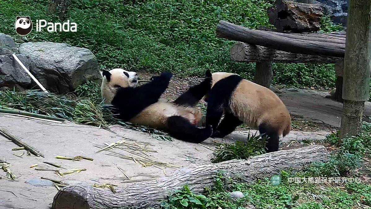 PookieDigi4Ever's tweet photo. I forgot to share these screen captures last night; so glad that Megan got it all on video.
From the calm before, to the shenanigans during, to the calm after. π #footblock #siblings @dou_ban #ChaoTianJiao https://t.co/U2wnV1OThd