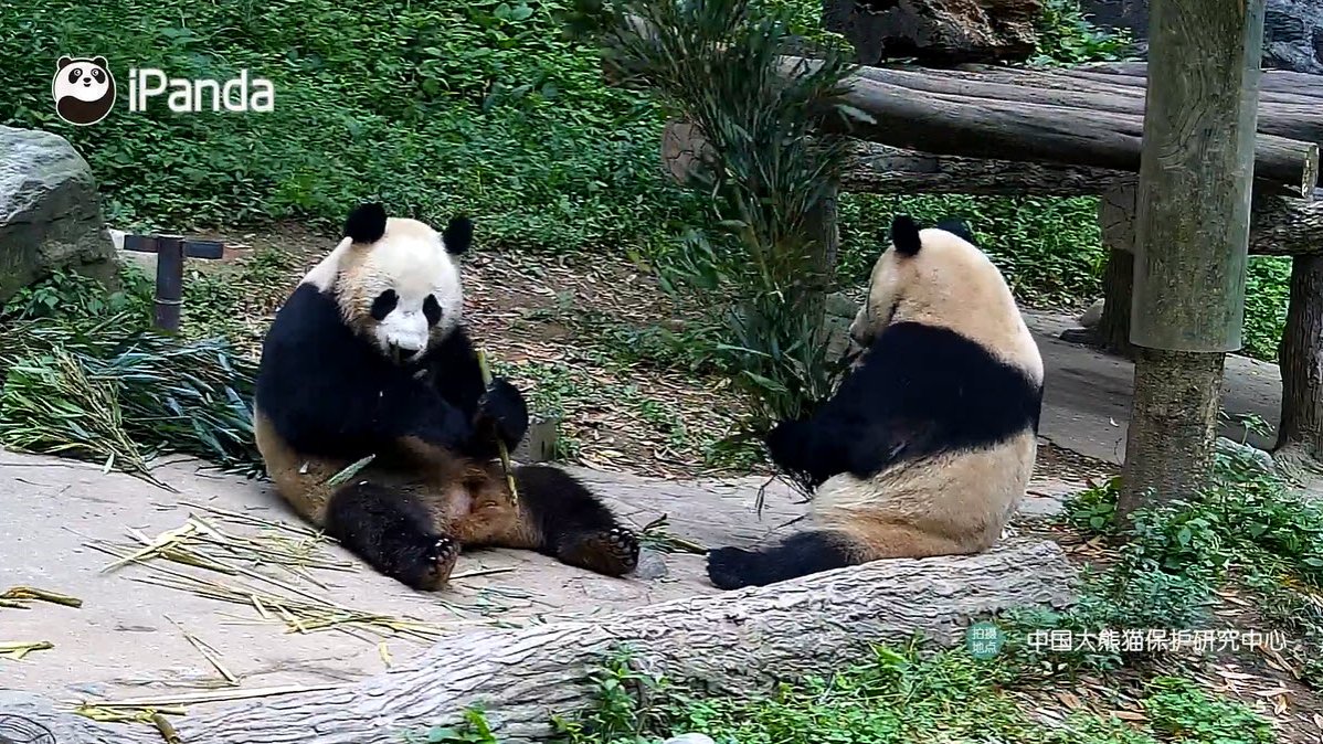 PookieDigi4Ever's tweet photo. I forgot to share these screen captures last night; so glad that Megan got it all on video.
From the calm before, to the shenanigans during, to the calm after. π #footblock #siblings @dou_ban #ChaoTianJiao https://t.co/U2wnV1OThd