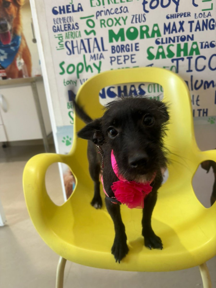 Natalia9machado's tweet photo. Hola a todos! Quisiera que me ayudaran a encontrarle un hogar a lucerito.
Necesito llegar a cuantas más persona sea posible🥺 tiene aprox 2 años, es tamaño pequeño🩷 es súper amorosa, sociable y cariñosa!! Llego a mi por una fractura de fémur 💔la habían dejado tirada a su surte. https://t.co/n4Uo5Cs7n5