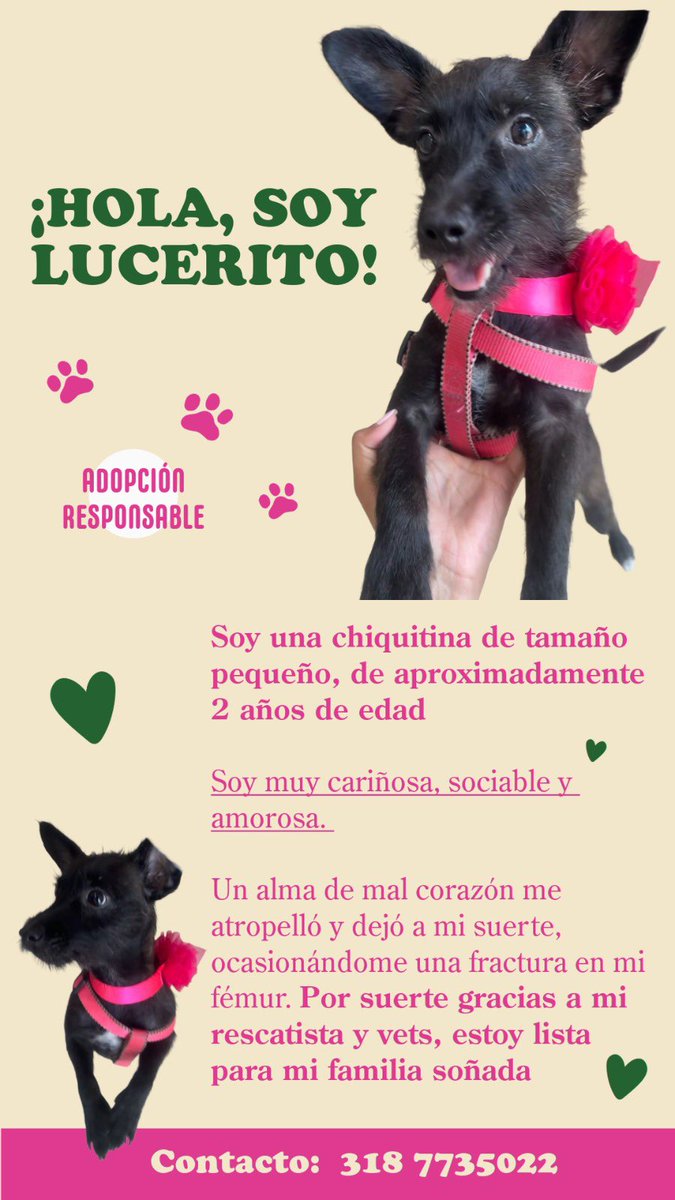 Natalia9machado's tweet photo. Hola a todos! Quisiera que me ayudaran a encontrarle un hogar a lucerito.
Necesito llegar a cuantas más persona sea posible🥺 tiene aprox 2 años, es tamaño pequeño🩷 es súper amorosa, sociable y cariñosa!! Llego a mi por una fractura de fémur 💔la habían dejado tirada a su surte. https://t.co/n4Uo5Cs7n5