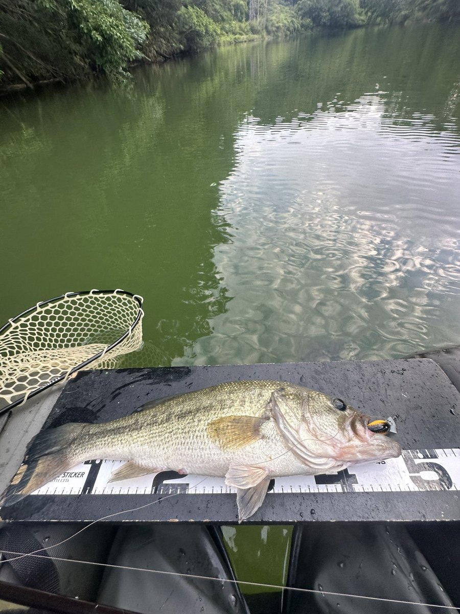 morishan's tweet photo. 久々の開封の儀
からのキャッチ

47cm

#スキルフル　#skillful #ts-deep crank
#フローター https://t.co/dCwgvLBcXg