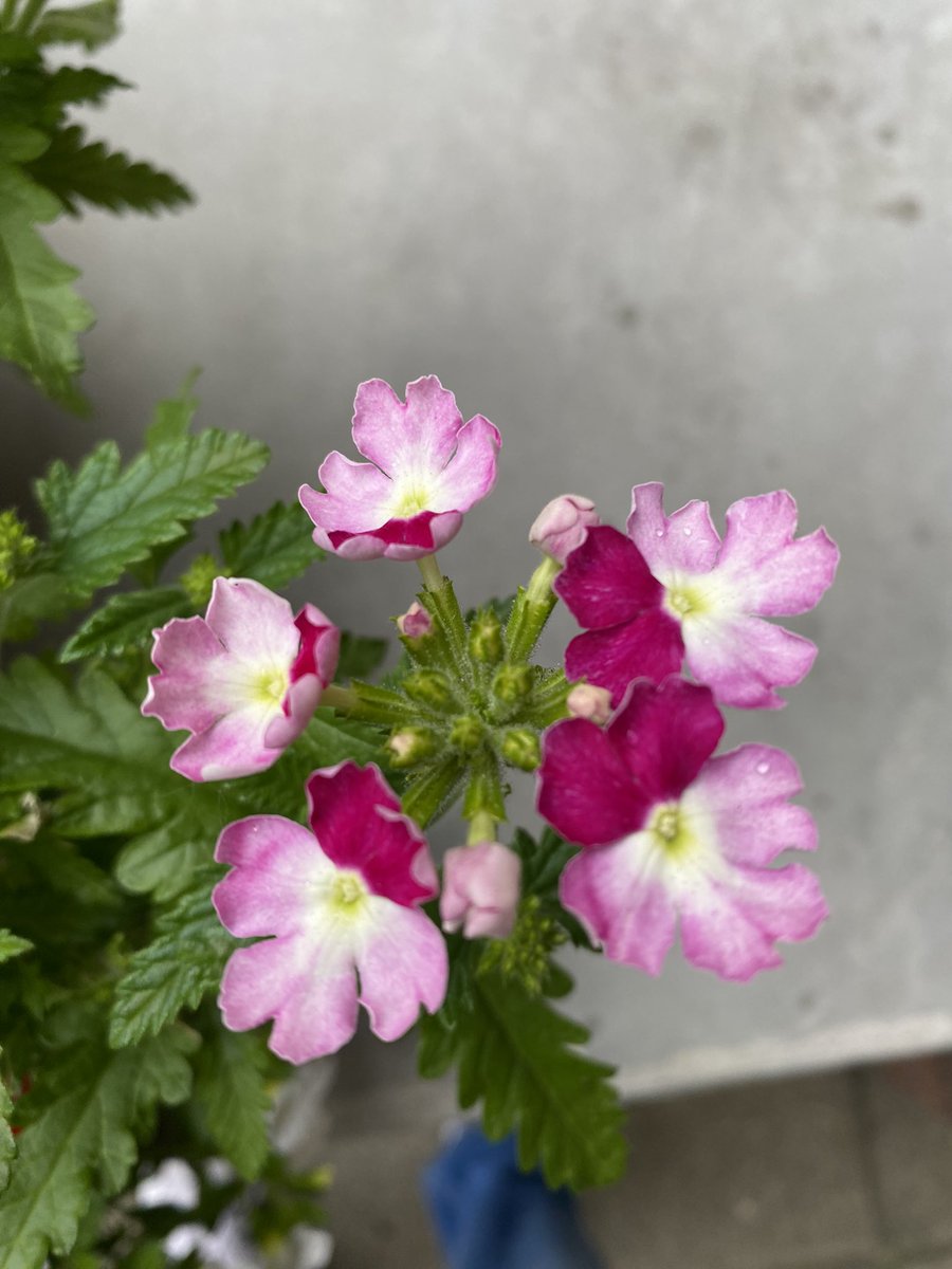 Groeit gewoon in mijn tuin. Ook de mooie dingen blijven zien, mensen! #kleingeluk