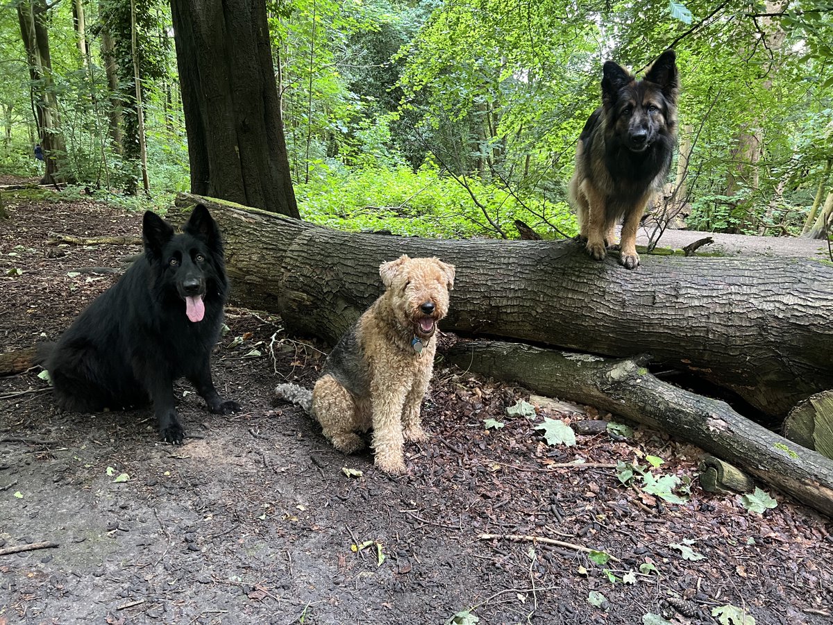 ForRover's tweet image. Friday funday vibes for all today!