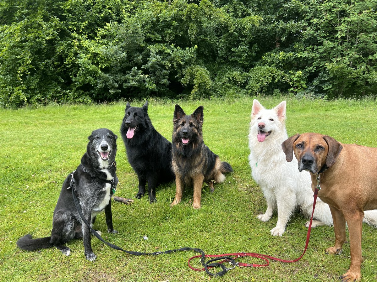 ForRover's tweet image. Friday funday vibes for all today!