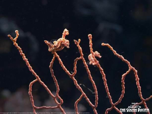 One World One Ocean tweet media