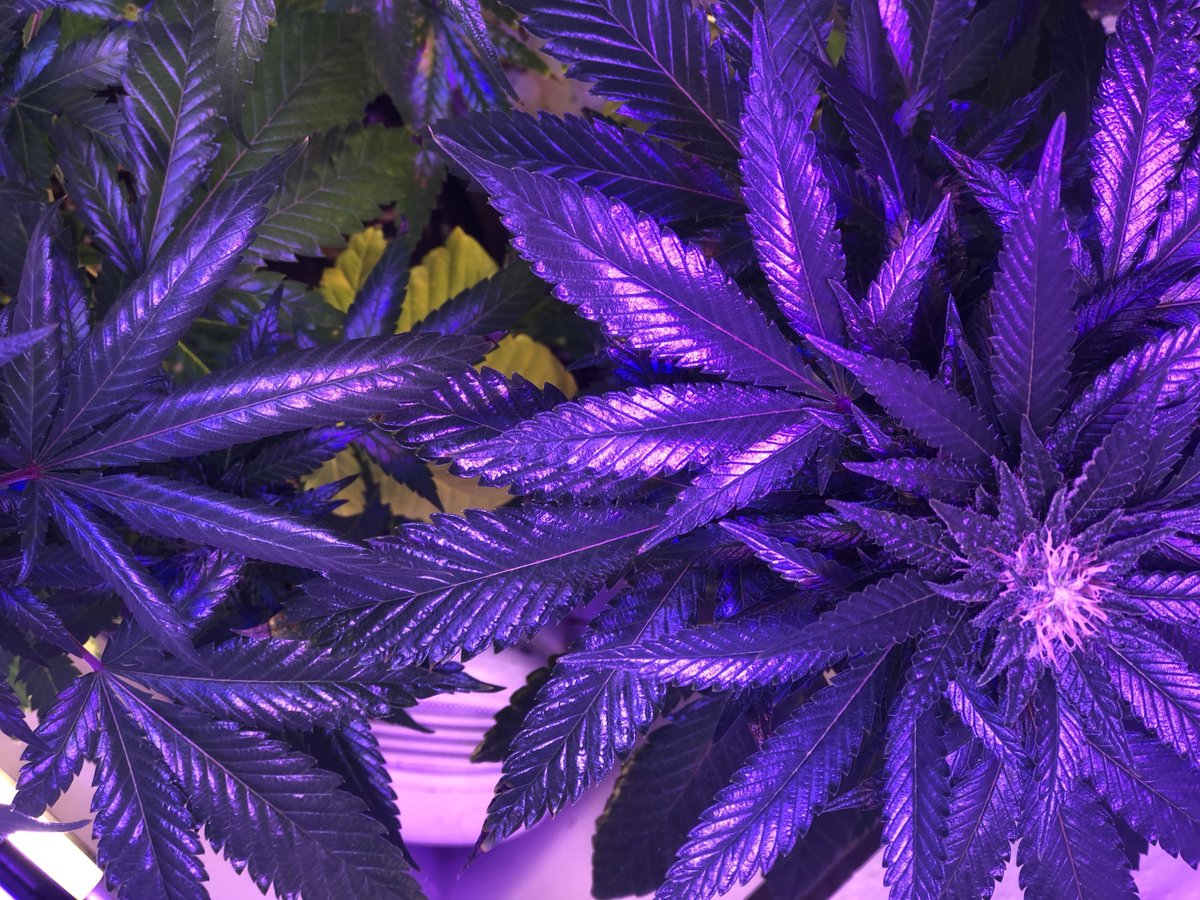 The new Healthy Kids Colorado Survey shows that high school students' marijuana use is continuing to decline since before the state legalized it for adults, and that they say cannabis is harder to get now than during prohibition.

marijuanamoment.net/youth-marijuan…