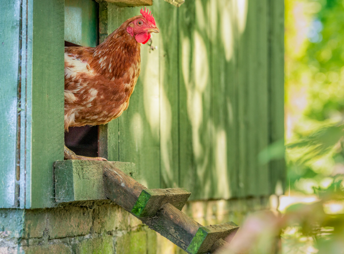 CDC_AMD's tweet photo. During 2015-2022, outbreaks of #Salmonella infections linked to backyard poultry increased in the U.S. #PulseNetβs implementation of whole genome sequencingβcombined with epi dataβimproved outbreak detection and informed mitigation strategies. https://t.co/Qmn1Z8EAiu https://t.co/yrIoX0mPCK