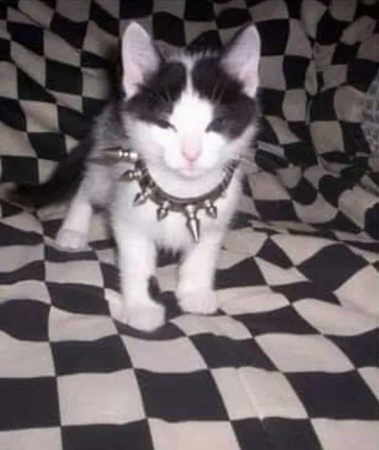 ShouldHaveCat's tweet photo. he was punk                      she did ballet https://t.co/jaNJAL1MQo