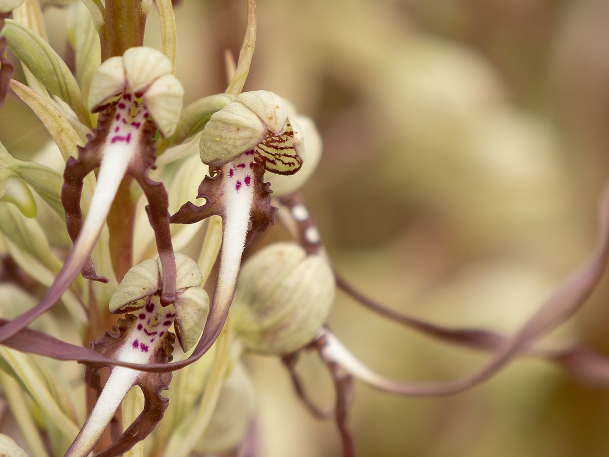 Jonathan Dodds tweet media