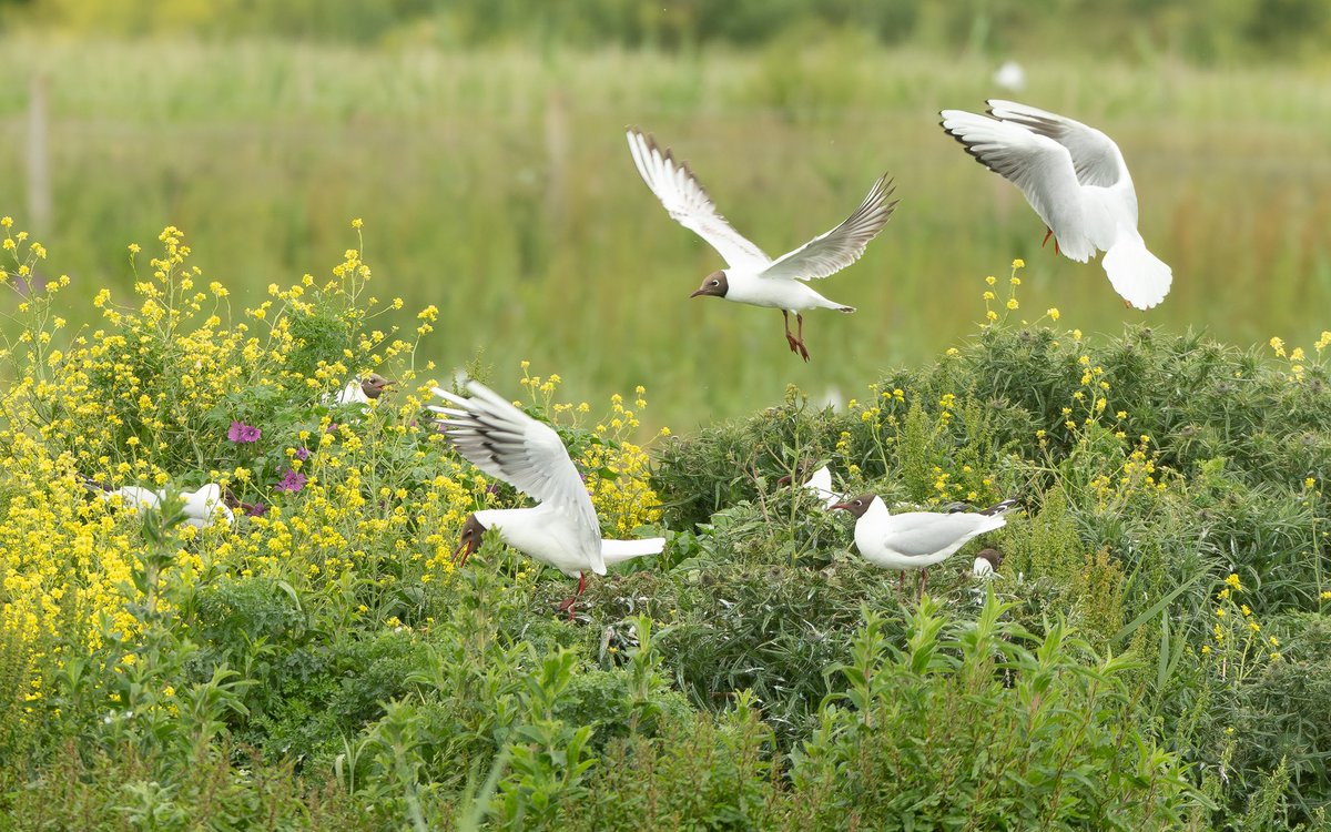 Jonathan Dodds tweet media