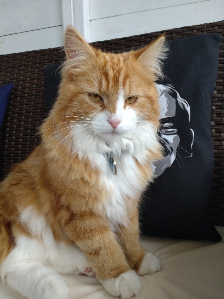 Tracey Steel tweet media