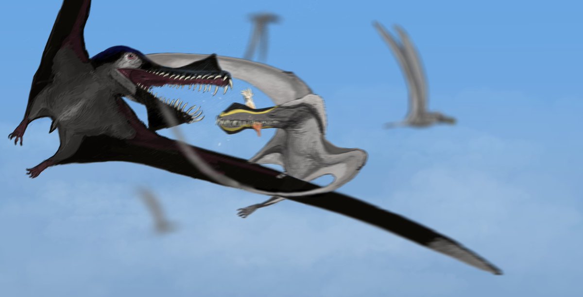 Haliskia, a newly described anhanguerian from Australia's Toolebuc formation, congratulations to Pentland and the rest of the research team!
Here I have depicted it getting bullied by the much larger and contemporary Thapunngaka.