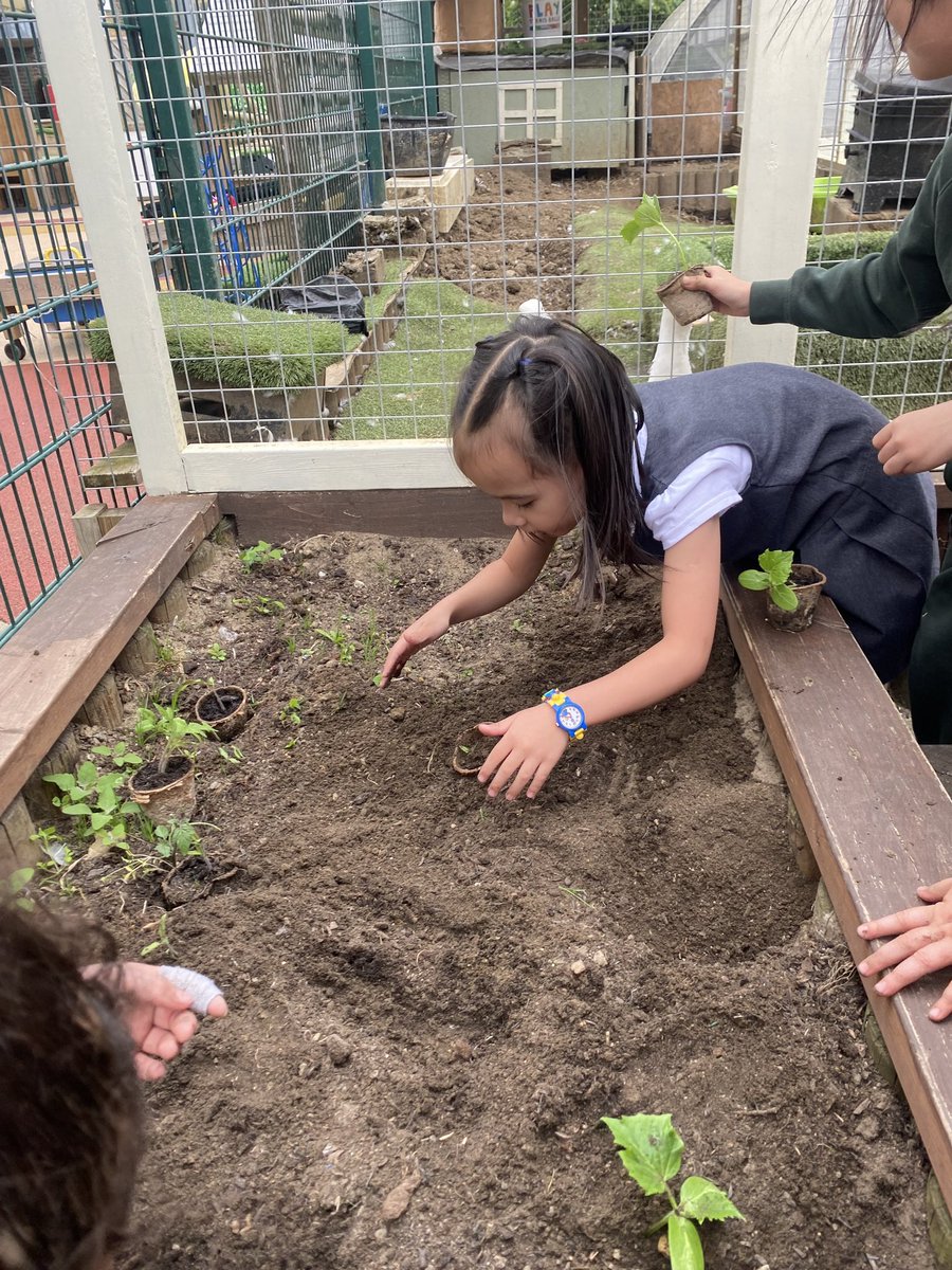 Haberdashers' Hatcham Primary tweet media