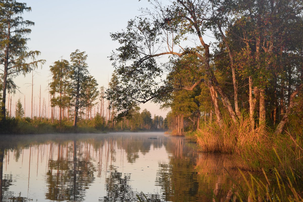 ICYMI! Join us on  June 18 at 1 p.m. ET for a What is The Future of Sustainable Investing? Impact Through Shareholder Advocacy webinar to dive deep into how shareholder advocacy is helping to protect the Okefenokee.  

Register for the webinar: greencentury.com/impactthroughs…