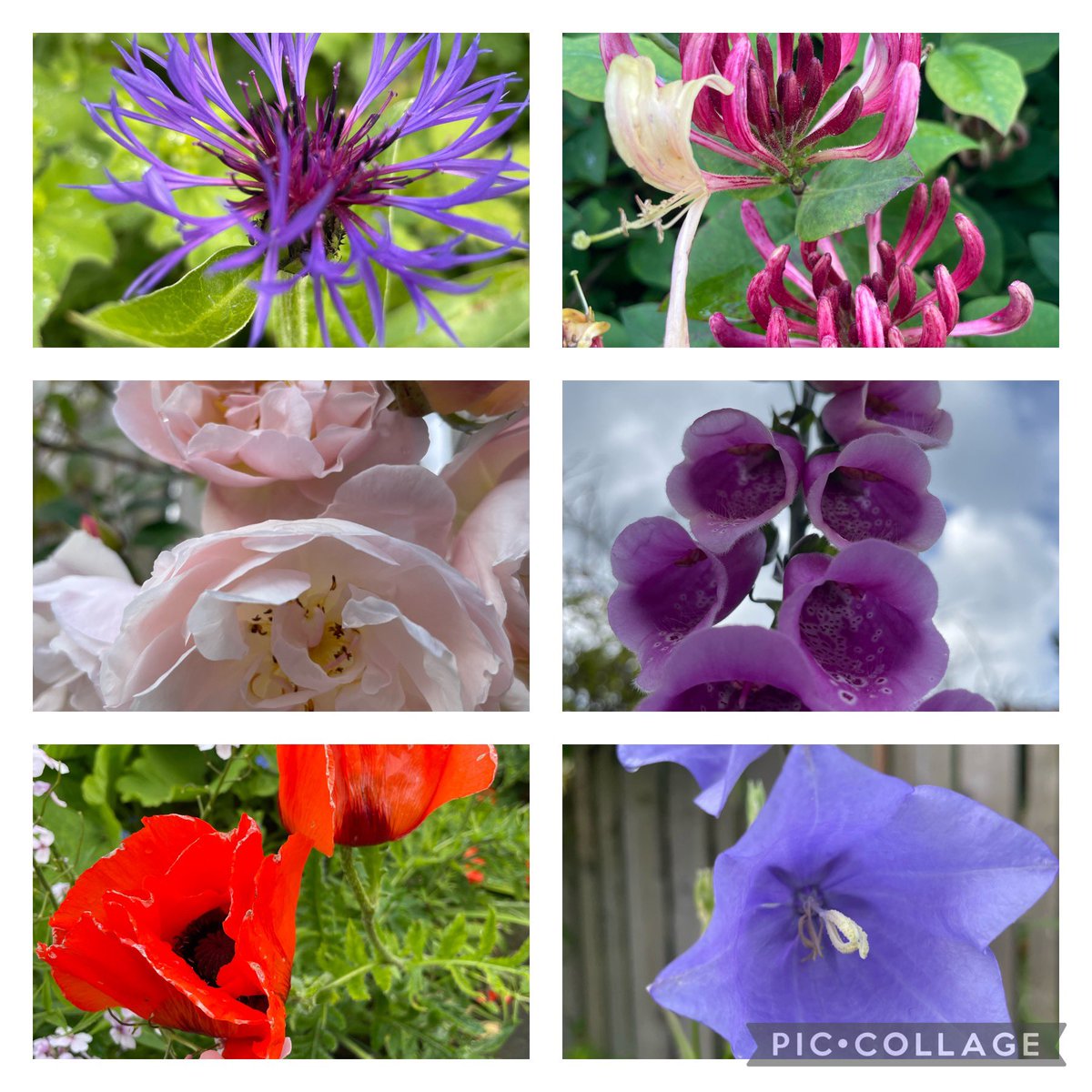 <a href="/SallyAnnHart/">Sally Ann Hart 💙💛</a> and I are working in beautiful #winster updating and developing things for <a href="/PBTrainingUK/">PB Training UK</a> 
Time away to have the space to think and connect, what a joy and privilege 🥳 Cottage garden flowers between showers in the picture 🌺