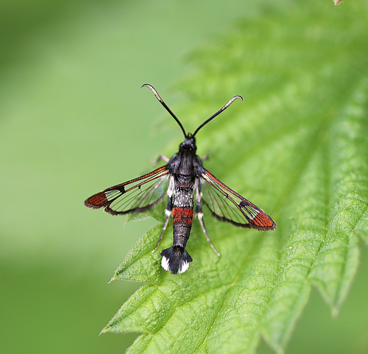 JohnMathers1's tweet photo. Red-tipped Clearwing at Brackagh nature reserve today, 3 in total. Lunar Hornet to lure too. 😀 @savebutterflies @BioDataCentre @UlsterWildlife https://t.co/eYHOcK48wK