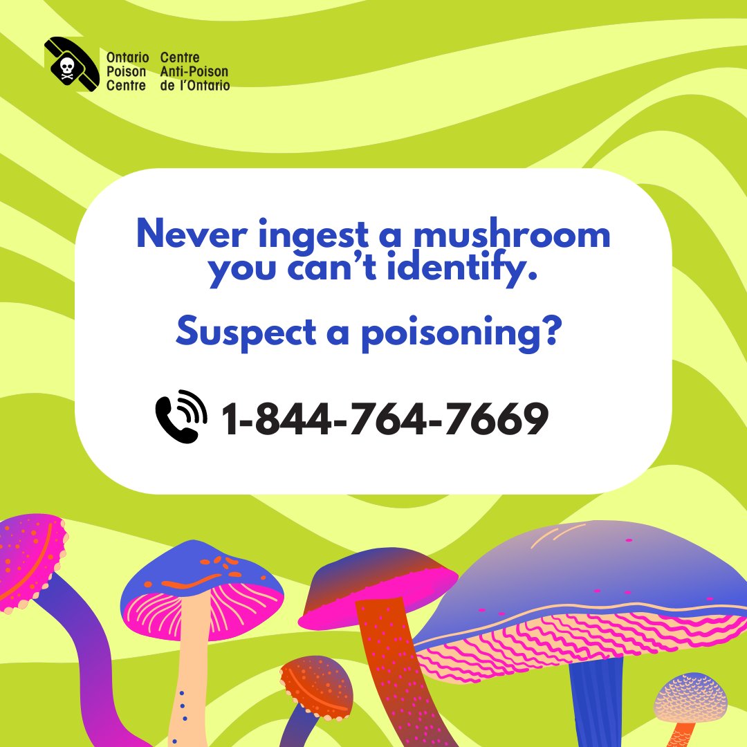 ON_Poison's tweet image. Foraging mushrooms can be extremely dangerous. 🍄
✅ Remove &amp;amp; throw away all mushrooms growing near your home.
✅ Learn how to identify safe, non-toxic, edible wild #mushrooms.
✅ Never ingest a mushroom you cannot identify.

Potential #poisoning? ☎️ 1-844-764-7669
#PreventPoison