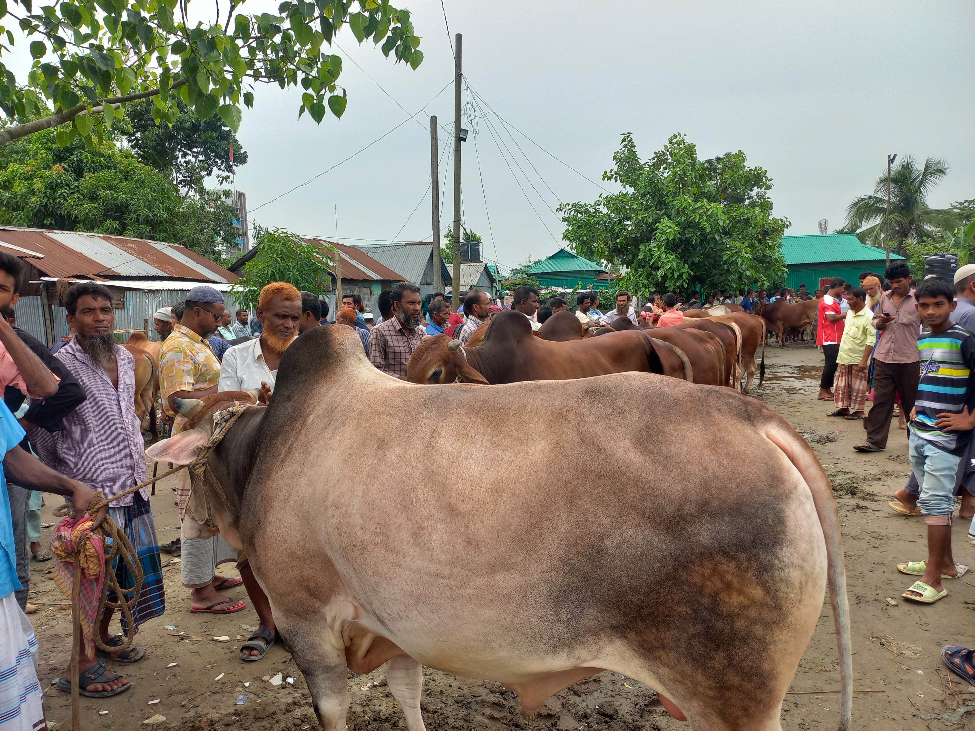 দেড়শ বছরের ঐতিহ্যবাহী হাট নান্দিনায় কেনা-বেচা হচ্ছে কুরবানীর পশু