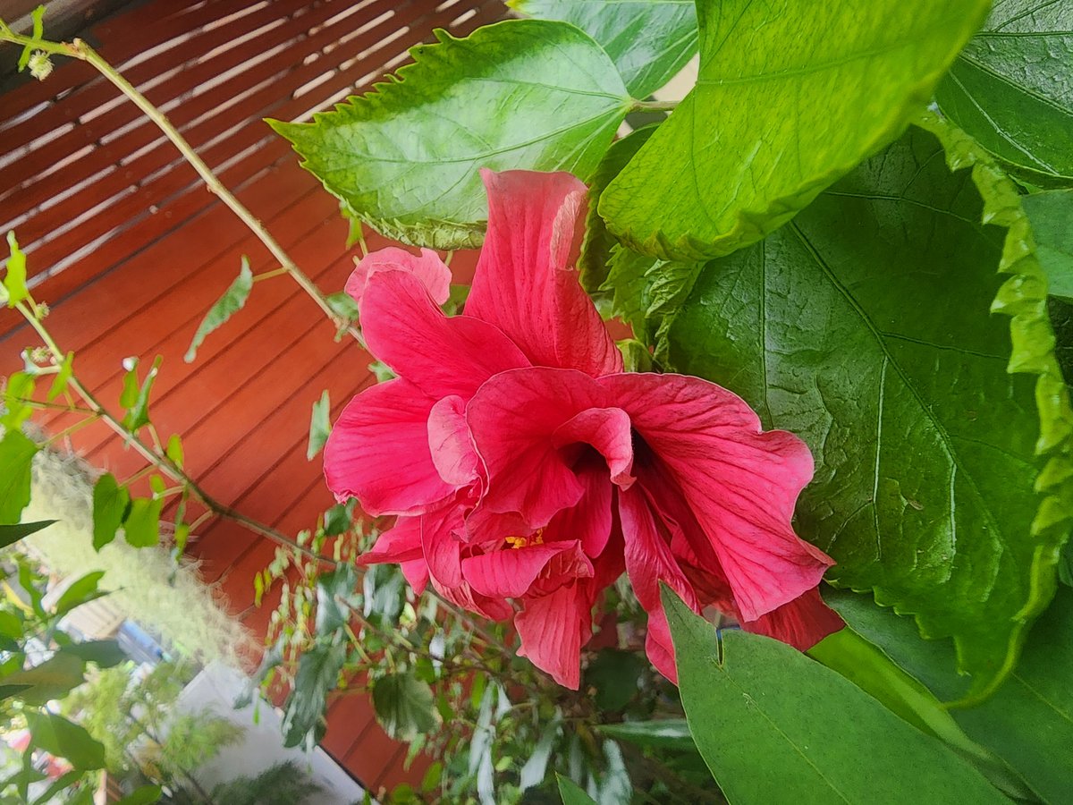 rakplod2519's tweet photo. #hibiscus https://t.co/cRZRuqrFsD