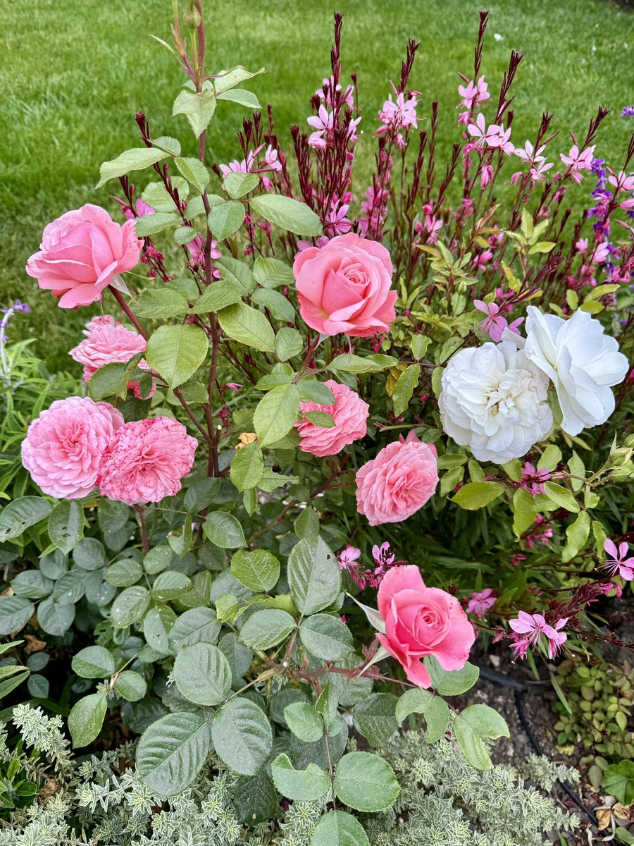 No matter how busy, 
Remember to smell the roses. 
⬇️are gorgeous. 

Nature’s beauty fills our hearts with awe, gratitude &amp; appreciation. 

It brings peace to our minds. 

A beautiful mode of mindfulness. 🧘💕🌷

Happy Friday my X-friends 

#fridayvibes #inspiration #indeliblemd