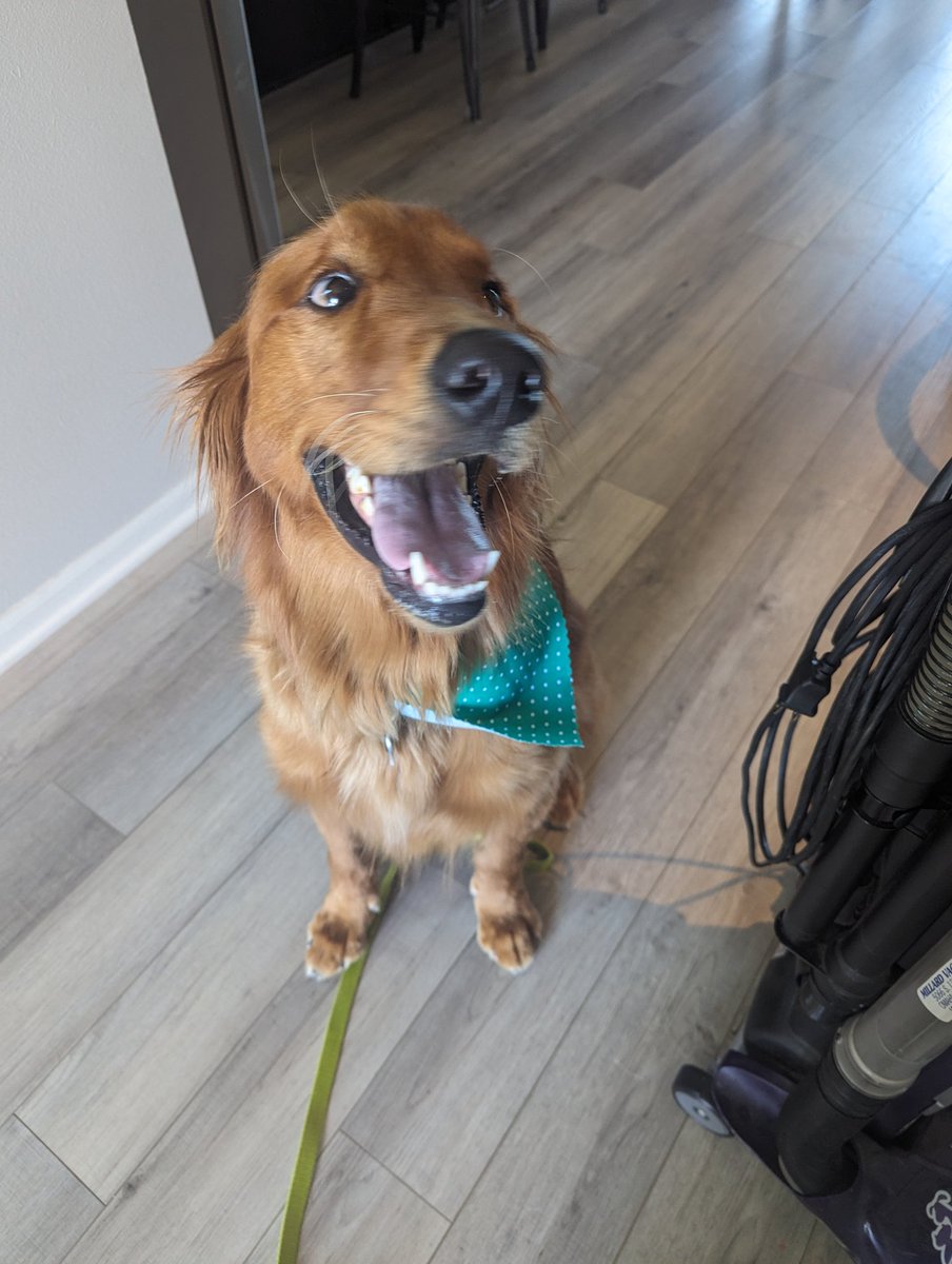 EnglAshAndersen's tweet photo. @Phil_Sledge Post-grooming, so proud! https://t.co/f9OEpVZiZ8