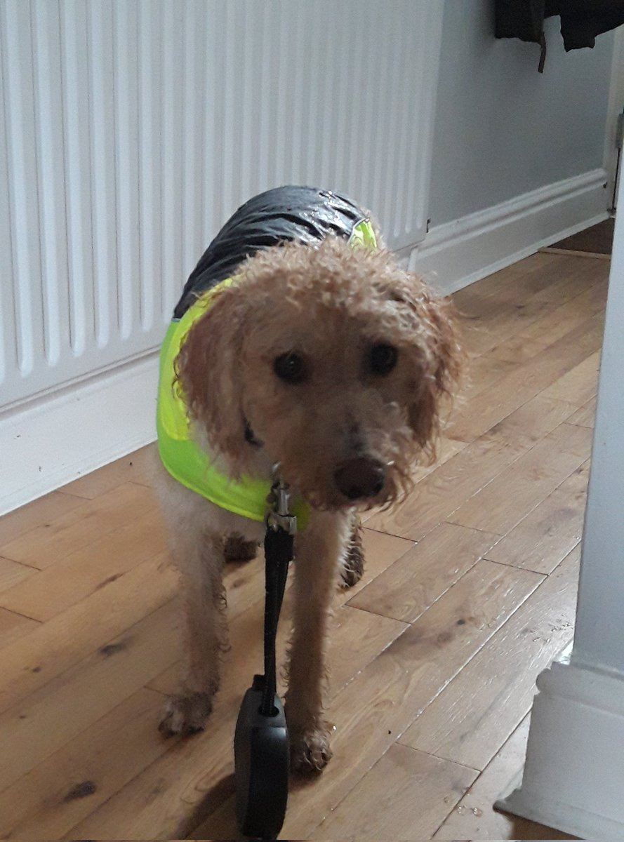 Love having a pup in my life though not sure she feels the same way about us! Looks here like she's not keen on the soggy walks! 😂😂😂 Shame as I love them!
