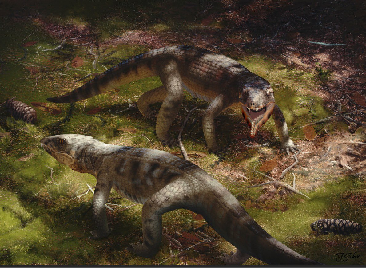 Fascinating new paper today describing a sixth species of Caipirasuchus: C. catanduvensis
The interesting part is the presence of complex pterygoid chambers that may have served as a resonance chamber during vocalisation.
Artwork by Guilherme Gehr
tandfonline.com/doi/full/10.10…