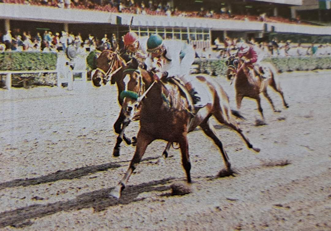 HORSERACING1002's tweet photo. IBEL 🇲🇽 1993
(STAR SOLDIER - FEDORA BY EXCELLER)#Ibel https://t.co/NOI0tMvLXs