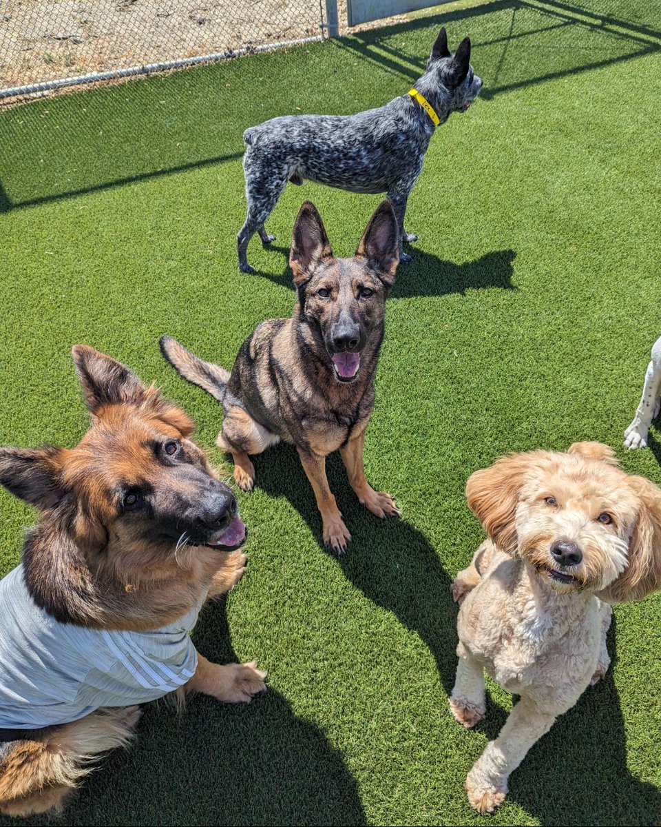 PetCamp's tweet image. Happy Friday! 🌞 Going out for the weekend? It isn't too late to book daycare or overnight care with us! 🐾

Drop off your pup, enjoy the warm weather and treat 👏 your 👏 self 👏

#dogdaycare #dogboardingsf #overnightcare #sfdogs #dogdaycaresf #bestdogboardingsf #dogdaycaresf