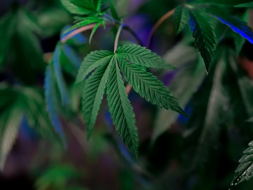 HempJoiSWFL's tweet image. 🌱 Expand your CBD knowledge with Hemp Joi! 🌿 #DidYouKnow marijuana strains can also pack a punch with high CBD content? Growers work their magic through strategic cross-breeding for optimal cannabinoid balance. Fascinating, isn&apos;t it? 

#HempJoi #CBDInsights #CannabisCrossbre...