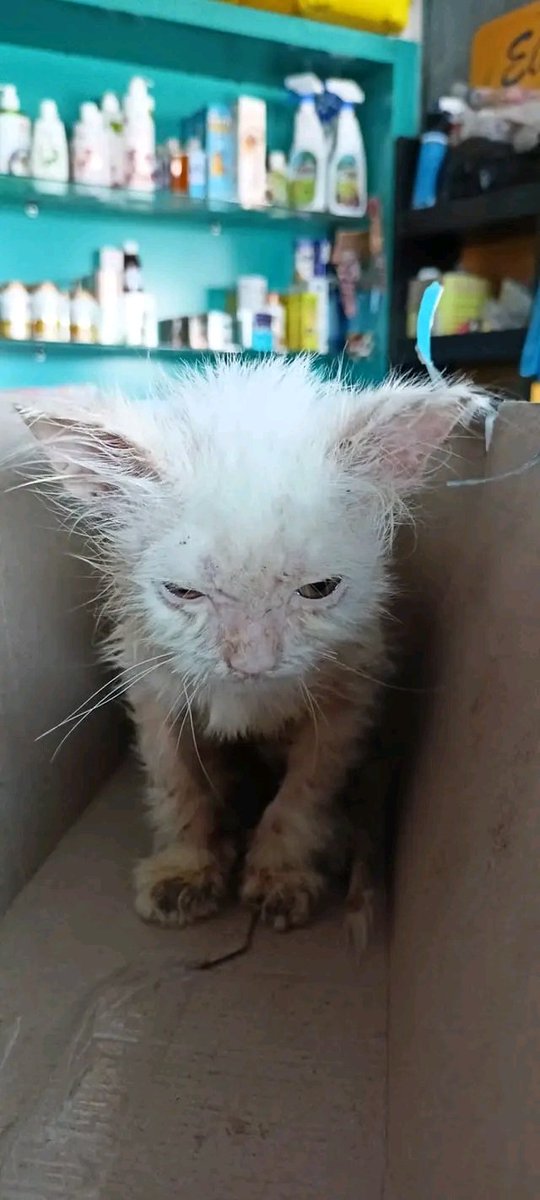 im_yourdevil's tweet image. جماعة القط ده كان مرمي في الشارع، محتاج حد يتبناه بس وأنا واللي لقيته هندفع علاجه وهيبقى زي الفل وشعره يرجع تاني لما ياكل ويشرب، هيرجع يبقى زي القطط الحلوة اللي بتشوفوها في الصور وعايزين تدفعوا فيها فلوس، مش هتدفعوا فيه اي حاجة مجرد الاكل بس وهيرجع زي القمر.
إسكندرية.