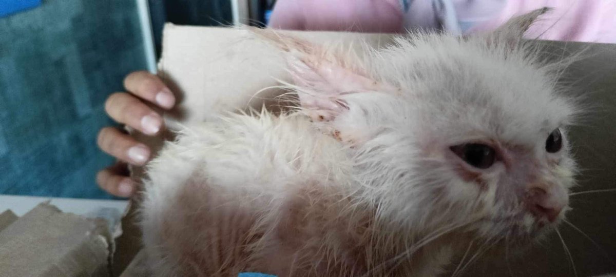 im_yourdevil's tweet image. جماعة القط ده كان مرمي في الشارع، محتاج حد يتبناه بس وأنا واللي لقيته هندفع علاجه وهيبقى زي الفل وشعره يرجع تاني لما ياكل ويشرب، هيرجع يبقى زي القطط الحلوة اللي بتشوفوها في الصور وعايزين تدفعوا فيها فلوس، مش هتدفعوا فيه اي حاجة مجرد الاكل بس وهيرجع زي القمر.
إسكندرية.