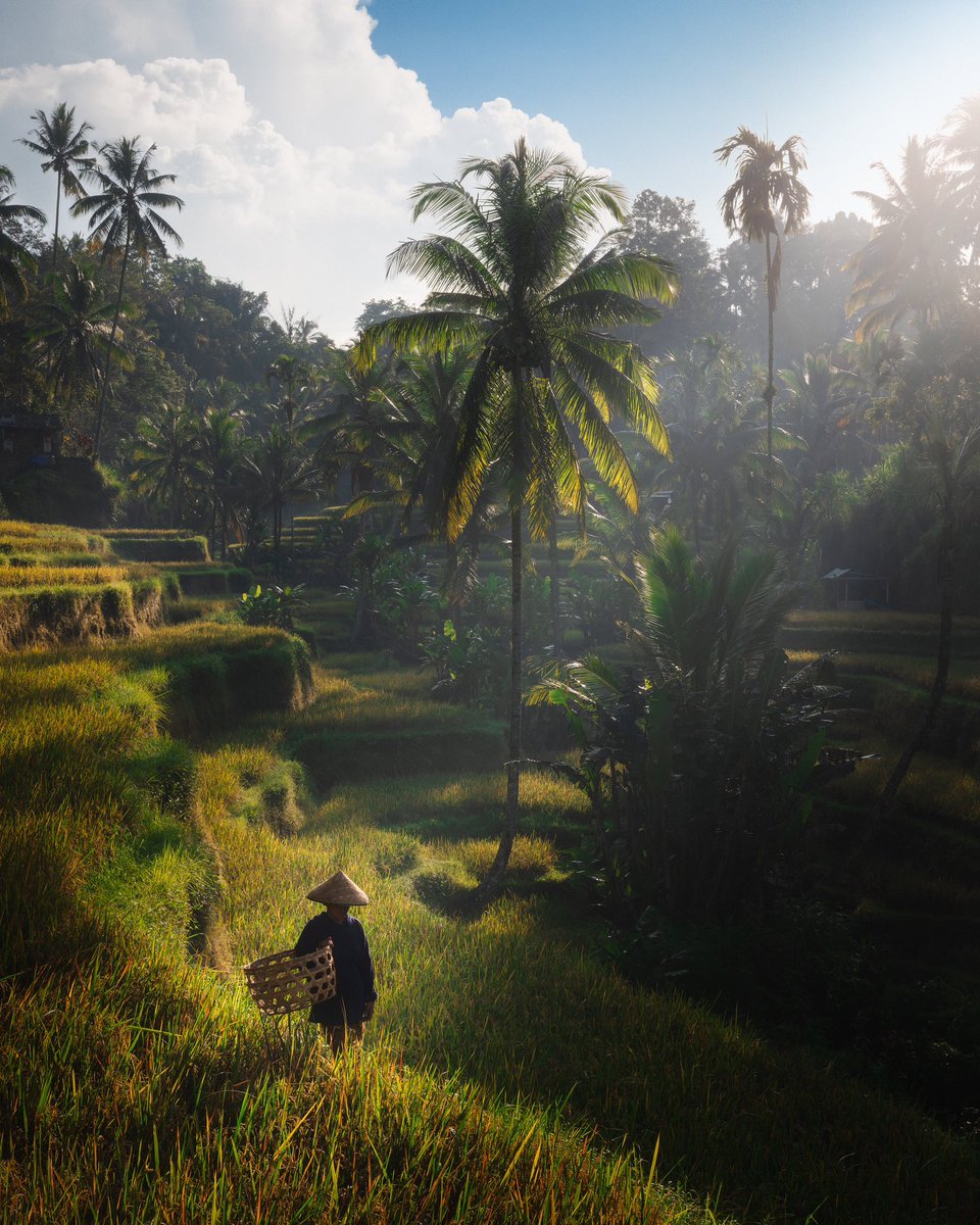 JordHammond's tweet image. Daily life in Tegalalang, Bali.