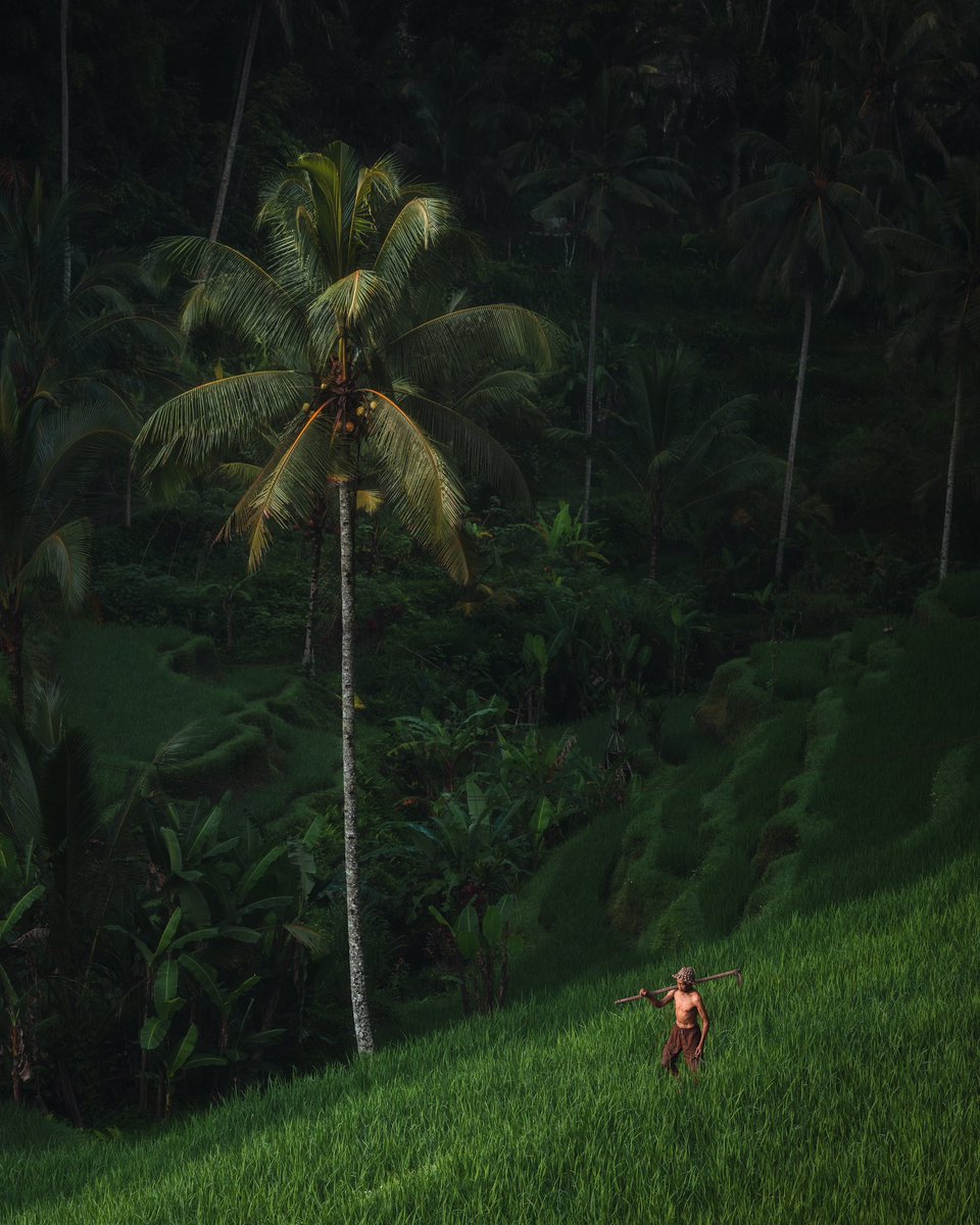 JordHammond's tweet image. Daily life in Tegalalang, Bali.