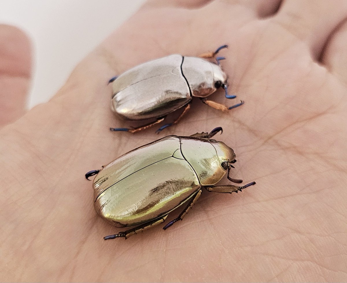 最近届いたプラチナコガネのフィギュア、間近で見ても本物と迷うレベル