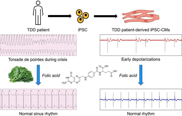 ASCI member <a href="/XWehrens/">Xander Wehrens</a> <a href="/bcmhouston/">BCMHouston</a> in <a href="/JCI_insight/">JCI insight</a>: 
Folate as a potential treatment for lethal ventricular arrhythmias in TANGO2-deficiency disorder: buff.ly/3KFFCkr 

#Cardiology #Genetics
