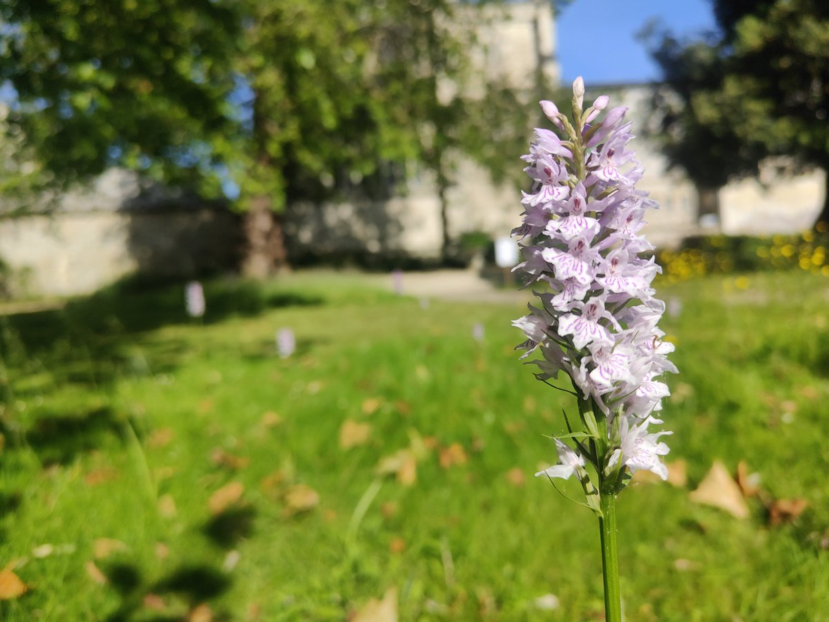 WinColl Grounds and Gardens tweet media