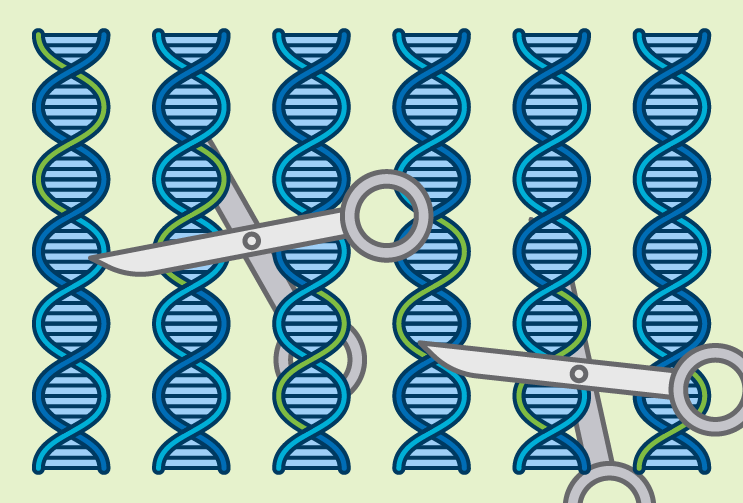 A new study finds that an important part of #CRISPR screens called CRISPR guides do not perform equally well in cells from people of all ancestries, which could cause experiments to miss potential new drug targets. broad.io/DepMapNews0624