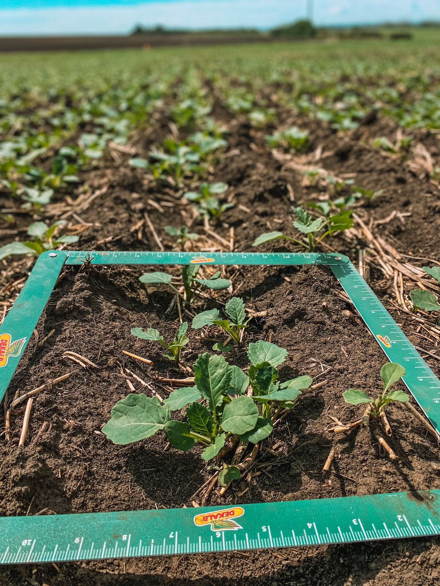 plant counts are important to do once your crop is up and emerging. 🌱

during seeding you want to aim for a targeted plant population of 5-8 plants/sq ft. 

Plant population can impact things like crop competitiveness, crop stand and even weed management and pressure. #teamBayer