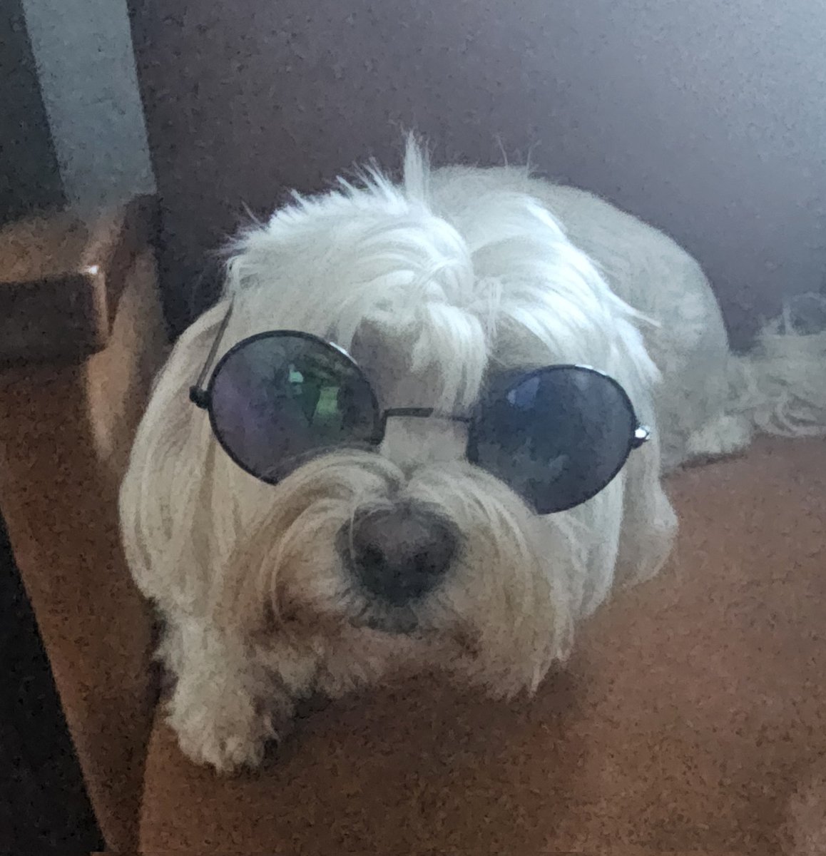 JakaPetric's tweet photo. My dog is gangsta 😂😂😂

Funny AF because she is the most timid creature in the world! https://t.co/u63h6JzATy