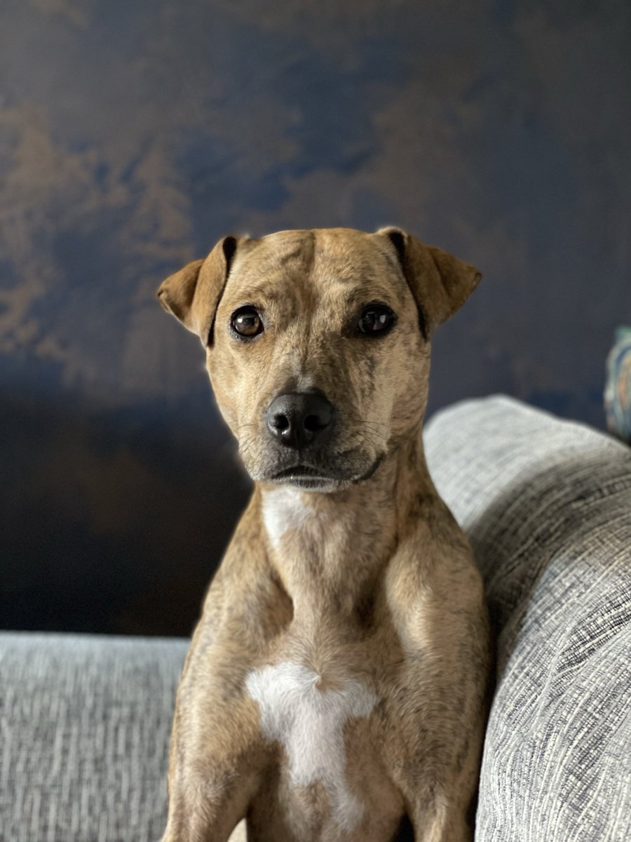 Happy 5th Birthday Coco! Then vs now ❤️ That day we visited <a href="/DT_Leeds/">Dogs Trust Leeds</a> was just meant to be <a href="/DogsTrust/">Dogs Trust 💛🐶</a>